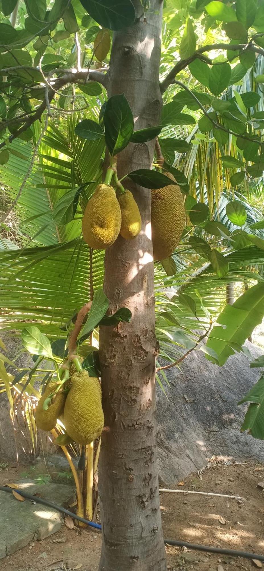 Gopi Plantation Homestay Hampi Eksteriør bilde